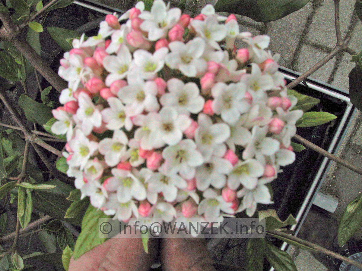 Viburnum burkwoodii 02 Bluete unscharf.jpg